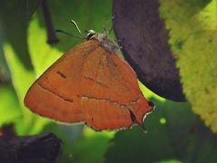 Thecla betulae