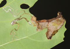 Acrocercops albinatella