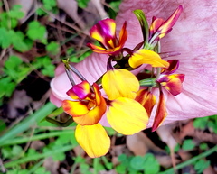 Diuris magnifica
