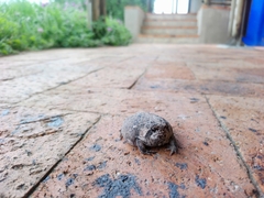 Breviceps rosei rosei