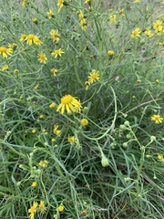 Senecio inaequidens