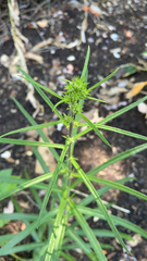 Helianthus angustifolius