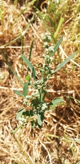 Chenopodium album