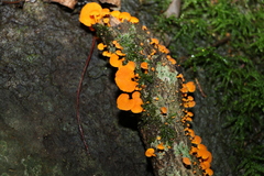 Favolaschia claudopus