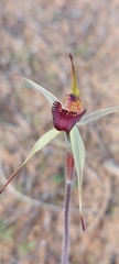 Caladenia valida