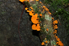 Favolaschia claudopus