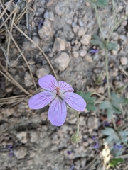 Geranium caespitosum