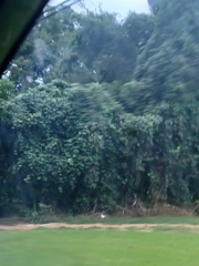 Pueraria montana