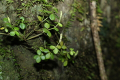 Peperomia tetraphylla