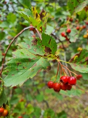 Crataegus sanguinea