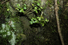 Peperomia tetraphylla