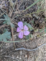Geranium caespitosum