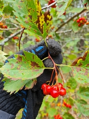 Crataegus sanguinea