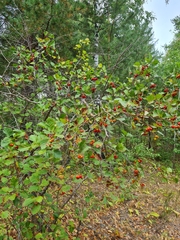 Crataegus sanguinea