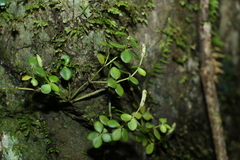 Peperomia tetraphylla