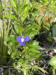 Lobelia tenuior