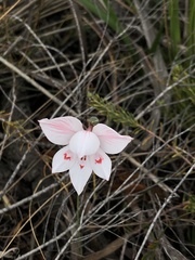 Gladiolus debilis