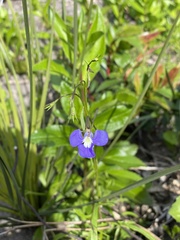 Lobelia tenuior