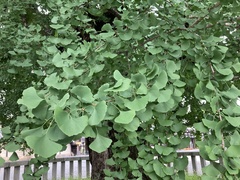 Ginkgo