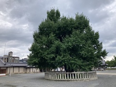 Ginkgo