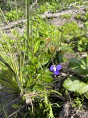 Lobelia tenuior
