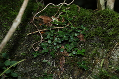 Peperomia tetraphylla