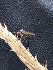 Empidoidea