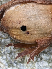 Curculio nucum