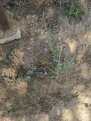 Geranium caespitosum