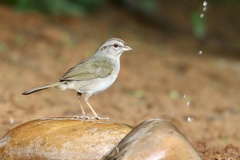 Arremonops rufivirgatus