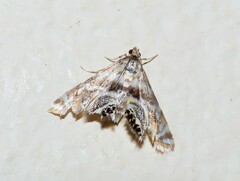 Petrophila canadensis