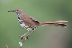 Toxostoma longirostre