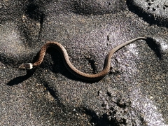Natrix astreptophora