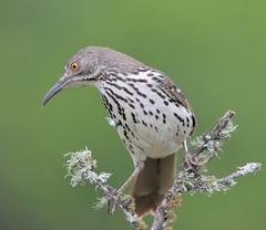 Toxostoma longirostre