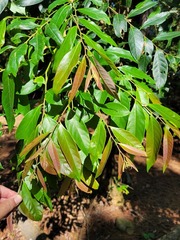 Glochidion acuminatum