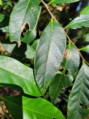 Glochidion acuminatum