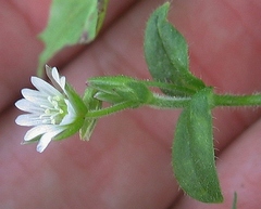 Cerastium fontanum