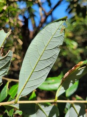 Glochidion acuminatum