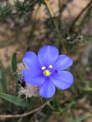 Aristea africana