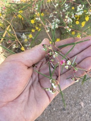 Euphorbia florida