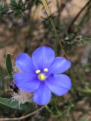 Aristea africana