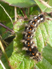 Acronicta rumicis
