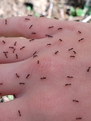 Tetramorium