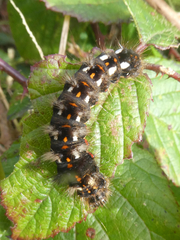 Acronicta rumicis