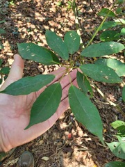 Elaeocarpus japonicus