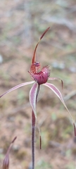 Caladenia reticulata
