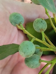 Elaeocarpus japonicus