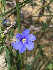 Aristea africana