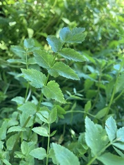 Berula