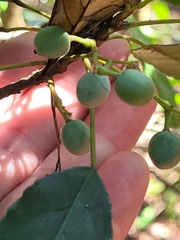 Elaeocarpus japonicus